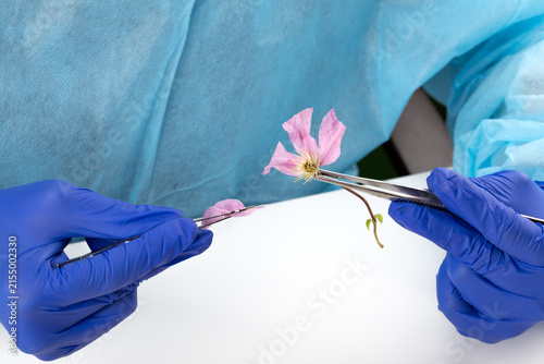 A scientist studies a plant and natural flower and plant specimens in a biology lab, demonstrating innovations in flora science.