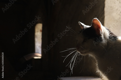 Obraz na płótnie Cat silhouette in dark attic with dramatic rim light highlighting whiskers