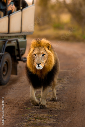 View of a majestic male lion with a thick mane walking along a dirt road next to a safari vehicle in Kruger National Park, South Africa.