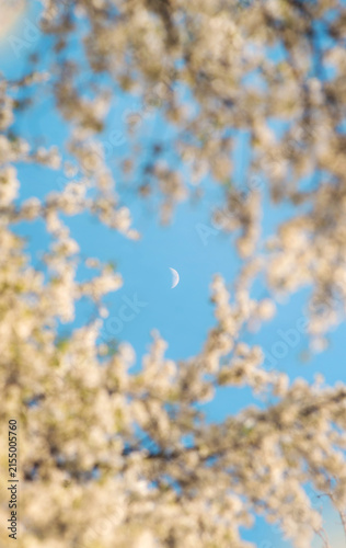 Crescent moon framed by softly blurred tree branches against blue sky