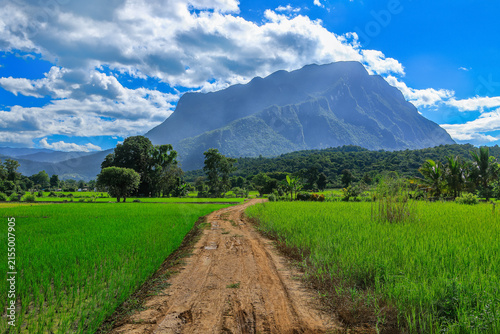 rural scene of rice field with big mountain(Doi Luang) in Chiang Dao District Chiang Mai,Thailand.