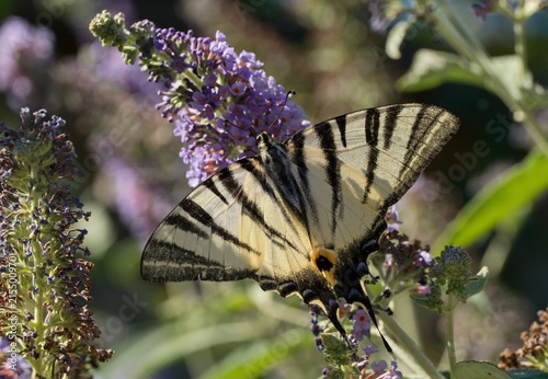 Fotografía Scarce swallowtail (Iphiclides podalirius)