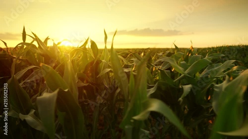 The camera moves slowly among corn field at sunset