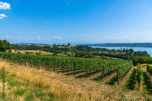 Konstfotografi Weinanbau in Überlingen am Bodensee