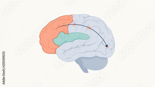 Human brain anatomy diagram featuring frontal lobe connectivity pathways and neural signal transmission flow visualization with profile highlighted frontal