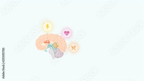 Human brain anatomy diagram showing neural connections linked to vital physiological functions with highlighted regions connected connected icons