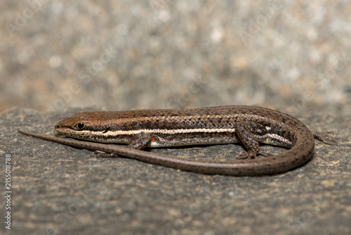 Obraz na plátně A cute Variable Skink (Trachylepis varia) basking on a rock surface, in KwaZulu-