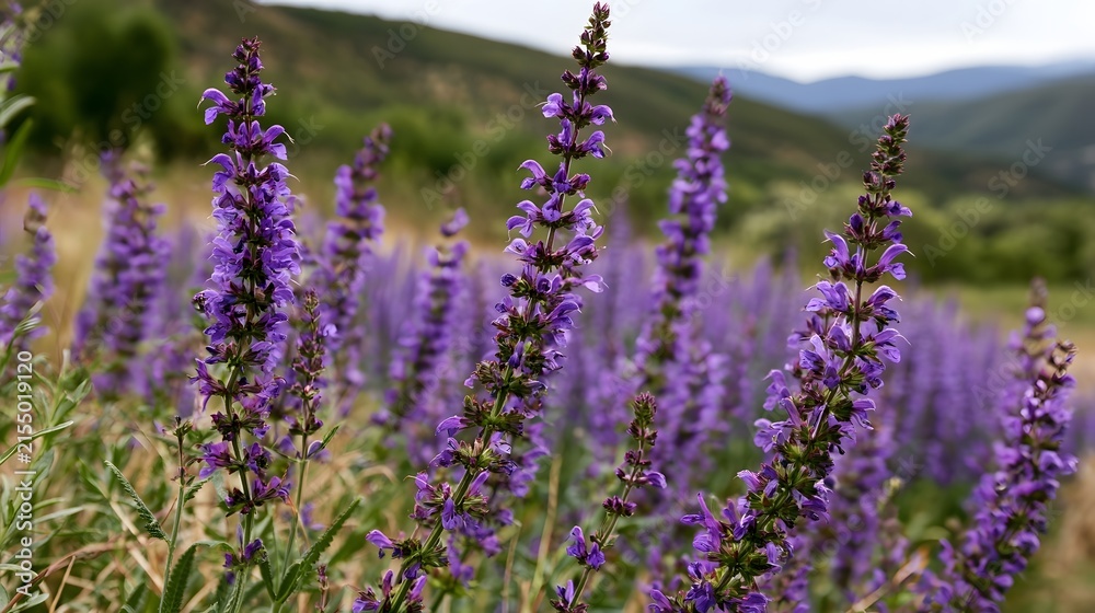 Obraz premium Tall purple flowering plants sway gently in a sunlit meadow with rolling hills and soft atmospheric background
