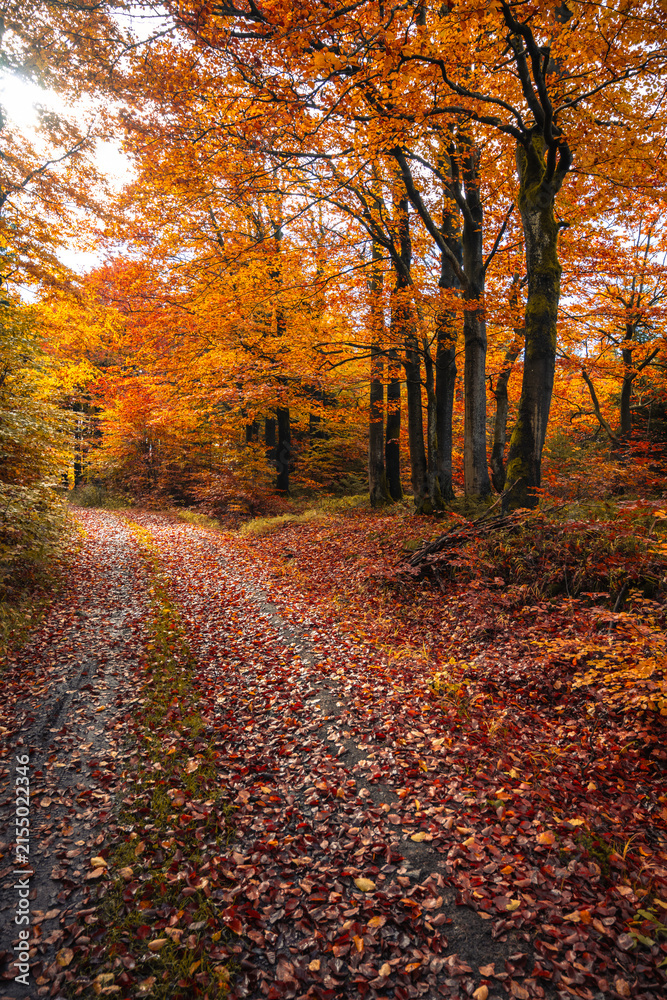 Obraz premium A winding country road is lined with tall trees showcasing vibrant autumn leaves. The ground is covered in colorful fallen foliage, creating a scenic and peaceful atmosphere.
