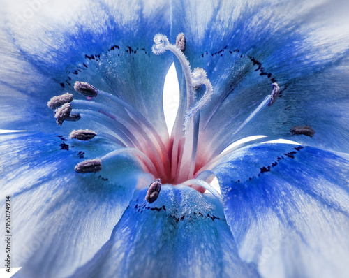 Foto The pistil and stamens of a flower