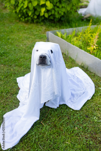 A cute dog in a ghost costume and a witch hat is celebrating Halloween. The Dog and Halloween