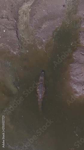 crocodile in the water