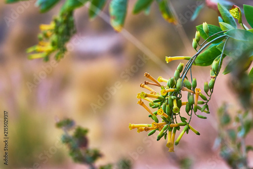 Konstfotografi Yellow Tubular Flower Cluster With Green Leaves in Soft Focus California Nature
