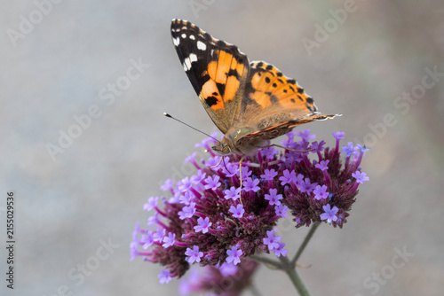 Bild auf Leinwand Painted Lady Butterfly (Vanessa cardui) on Verbena bonariensis