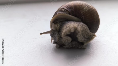 a snail crawls on white paper towards a stack of copper coins