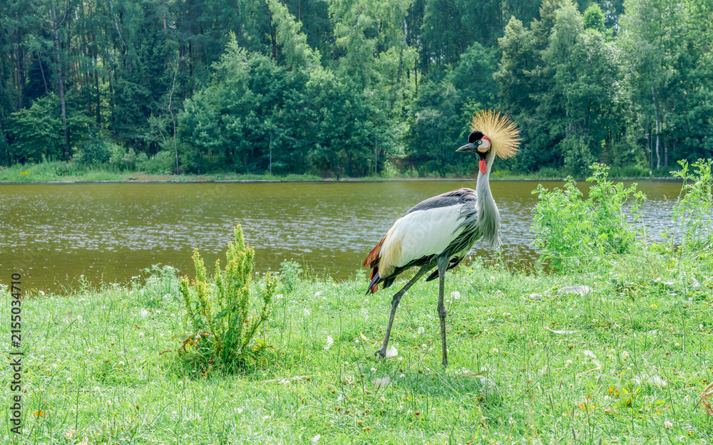 Obraz premium Exotic grey crowned crane with a striking golden crown stands gracefully on the green grass near a serene lake surrounded by lush trees and foliage