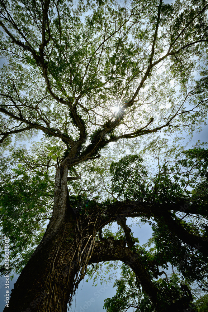 Fototapeta premium Low angle view of lush tropical tree canopy with sunburst