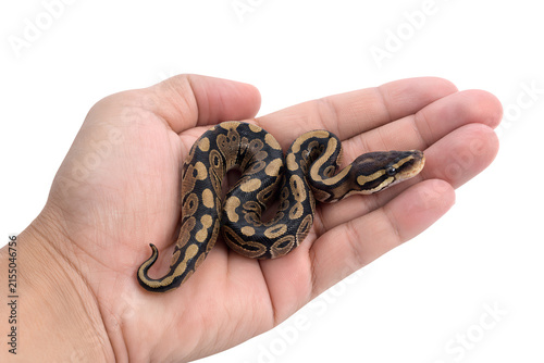 Close up studio shot of a calm ball python snake held gently in a human hand, isolated on a clean transparent background for easy compositing and design use
