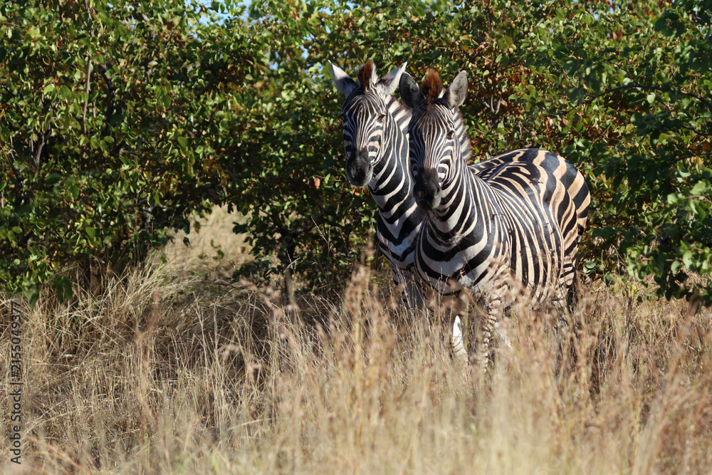 Naklejka premium Steppenzebra / Burchell's zebra / Equus quagga burchellii