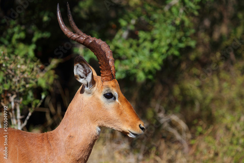 Foto Schwarzfersenantilope / Impala / Aepyceros melampus