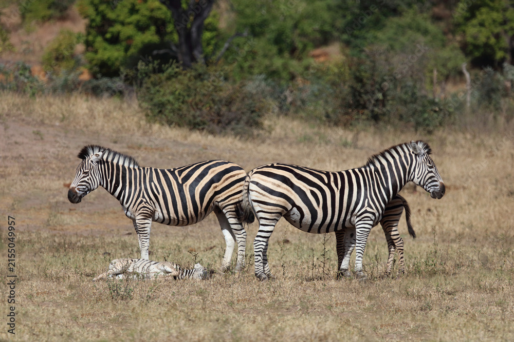 Obraz premium Steppenzebra / Burchell's zebra / Equus quagga burchellii