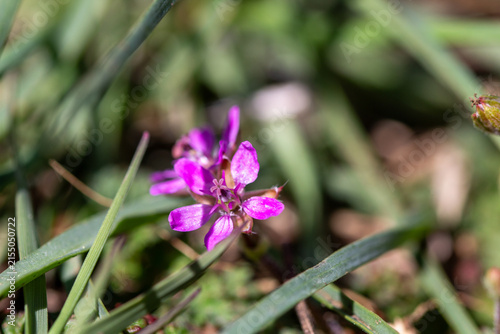 purple flowers in the garden