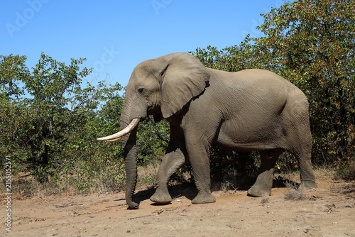 Foto Afrikanischer Elefant / African elephant / Loxodonta africana