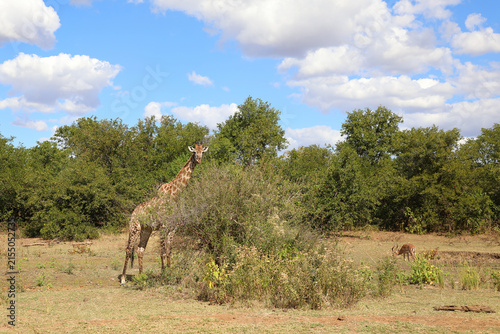 Photography Giraffe / Giraffe / Giraffa camelopardalis
