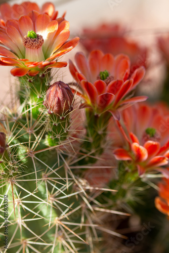 Konstfotografi cactus in the desert