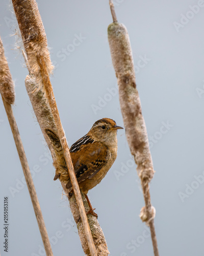 Obraz na płótnie Marsh wren bird standing on a cattail stalk in a wetland area during daytime