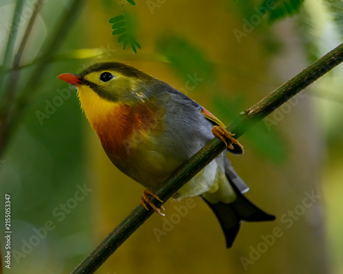 Konstfotografi Colorful bird sits on a branch in a forest during daylight