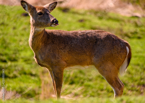 White tailed deer standing in a grassy field during daylight near a forested area