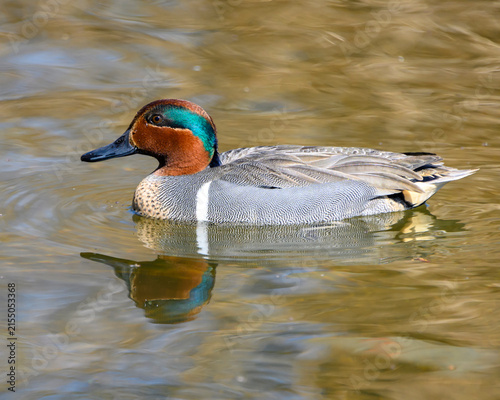 Green winged teal duck swimming in a pond during sunny weather at a nature reserve in the morning