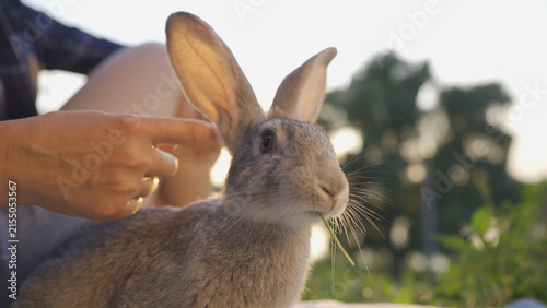 Принти на полотні A woman gently pets a rabbit with her hand