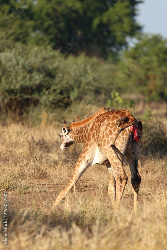 Quadro su tela Giraffe / Giraffe / Giraffa camelopardalis
