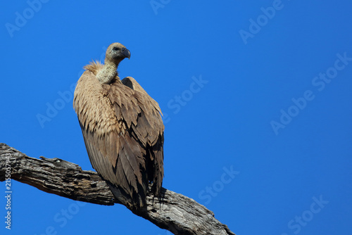 Weißrückengeier / White-backed vulture / Gyps africanus
