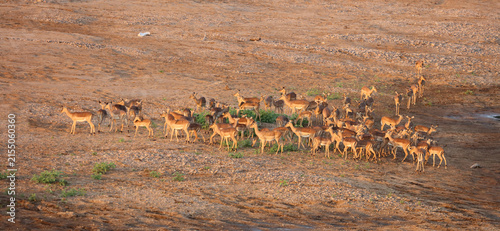 Foto Schwarzfersenantilope / Impala / Aepyceros melampus
