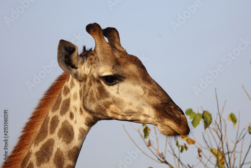 Photography Giraffe / Giraffe / Giraffa camelopardalis