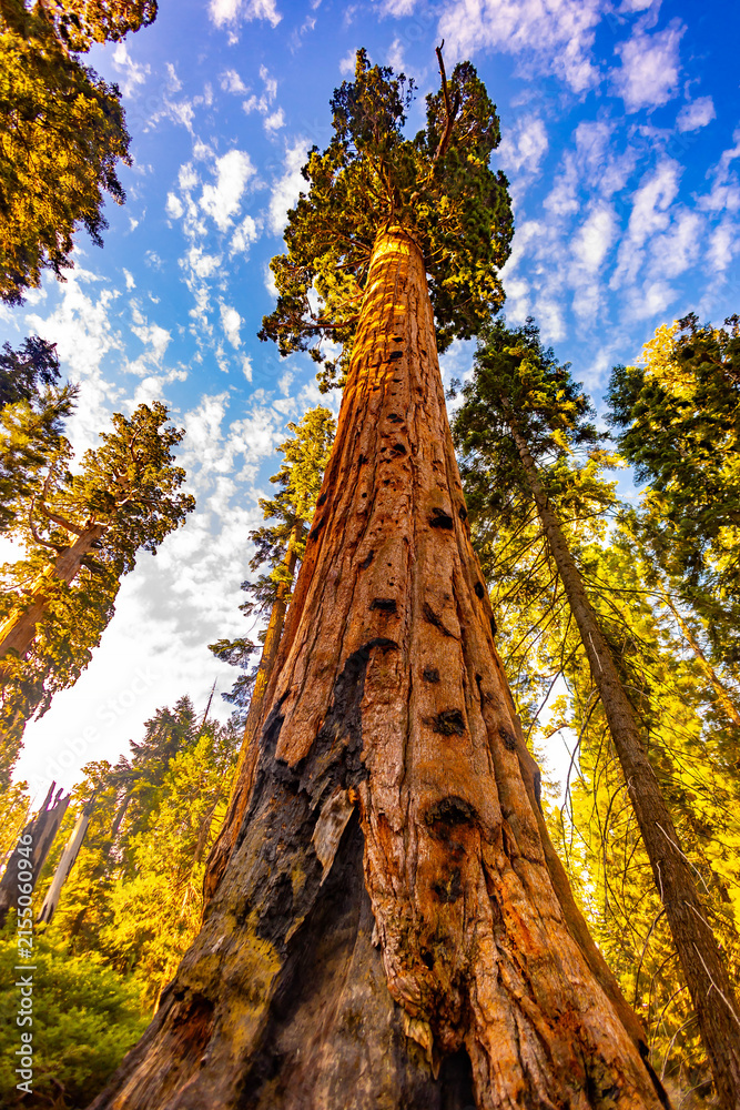 Fototapeta premium Giant sequoia rises to the sky at Giant Loop Trail