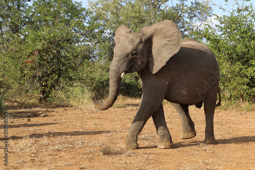 Photography Afrikanischer Elefant / African elephant / Loxodonta africana