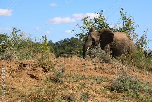 Photography Afrikanischer Elefant / African elephant / Loxodonta africana