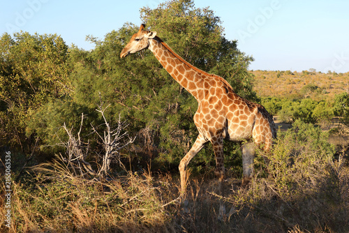 Photography Giraffe / Giraffe / Giraffa camelopardalis
