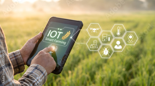 Farmer using digital tablet to control smart farming and IoT in agriculture, managing crop health, weather monitoring, and automated irrigation