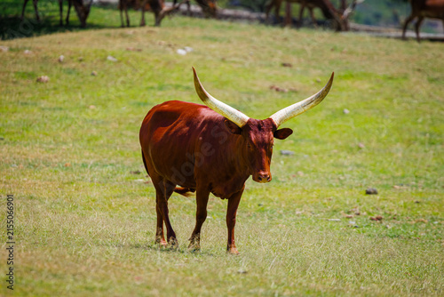 Obraz na płótnie A specimen of Sanga cattle (Bos taurus africanus)