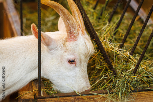 Konstfotografi Domestic goat (Capra aegagrus hircus) grazing