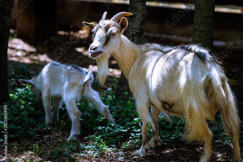 Konstfotografi Domestic goats (Capra aegagrus hircus) grazing