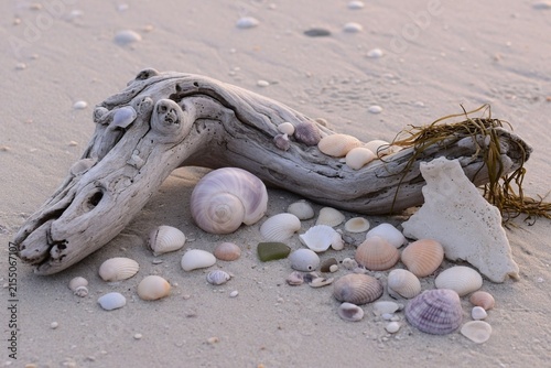 Driftwood shells coastal arrangement soft