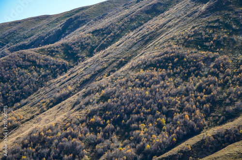 Sweeping mountain slope in the Caucasus range of Georgia during autumn, showcasing dramatic hillside textures with golden-yellow foliage and steep ridges under soft daylight