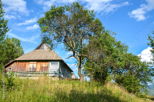 Traditional, weathered wooden cottage with ornate window frames on a grassy Carpathian hillside in Ukraine, flanked by a green tree and a wildflower meadow under a summer sky