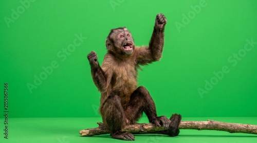Monkey Greenscreen realistic monkey pretending to fish with an invisible fishing rod and celebrating with excitement, isolated capuchin on a branch for chroma key video and VFX.